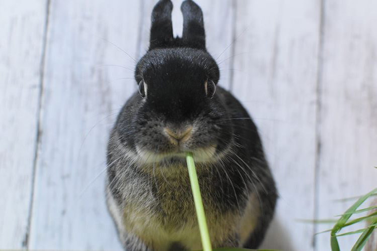 Concept 牧草直送農家のラビッツ Concept 牧草直送農家のラビッツ