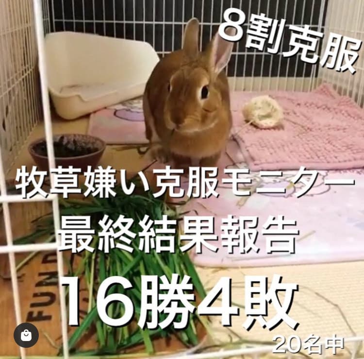 Top 牧草直送農家のラビッツ Top 牧草直送農家のラビッツ